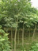 【江蘇綠化苗木】_江蘇綠化苗木價(jià)格_江蘇綠化苗木批發(fā)_江蘇綠化苗木供應(yīng)商-搜了網(wǎng)江蘇綠化苗木產(chǎn)品搜索_第2頁(yè)