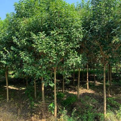13公分大葉女貞樹(shù)_綠化苗木大葉女貞_淄博女貞樹(shù)苗報(bào)價(jià)